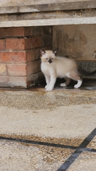 2 chatons siamois de 3 mois