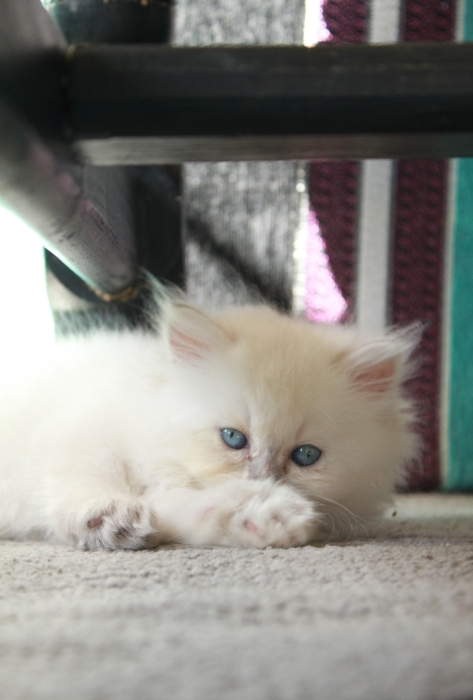 Femelle Himalayen persan