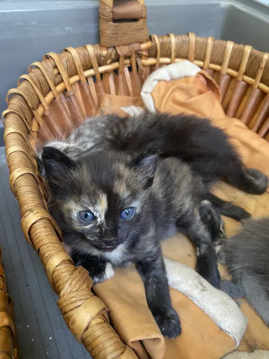 Petit chat pour adoption