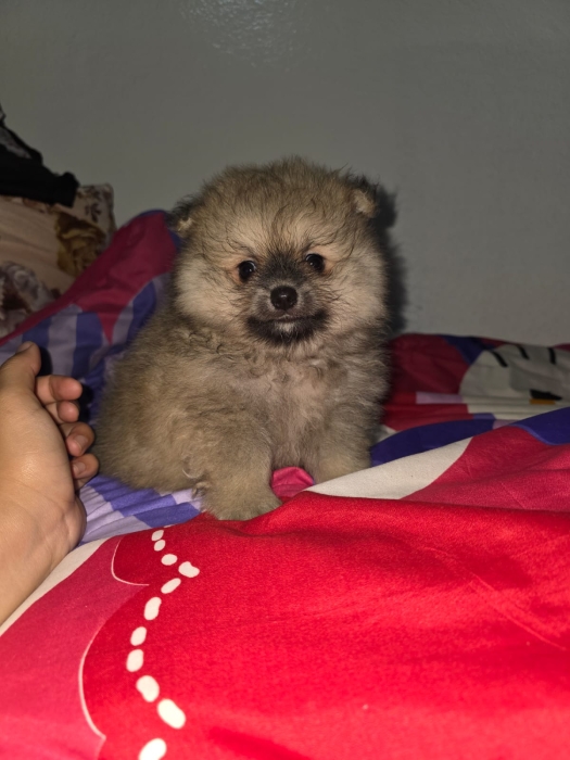 Chiots spitz pommeranian