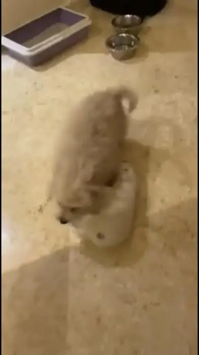 Bichon mâle vacciné