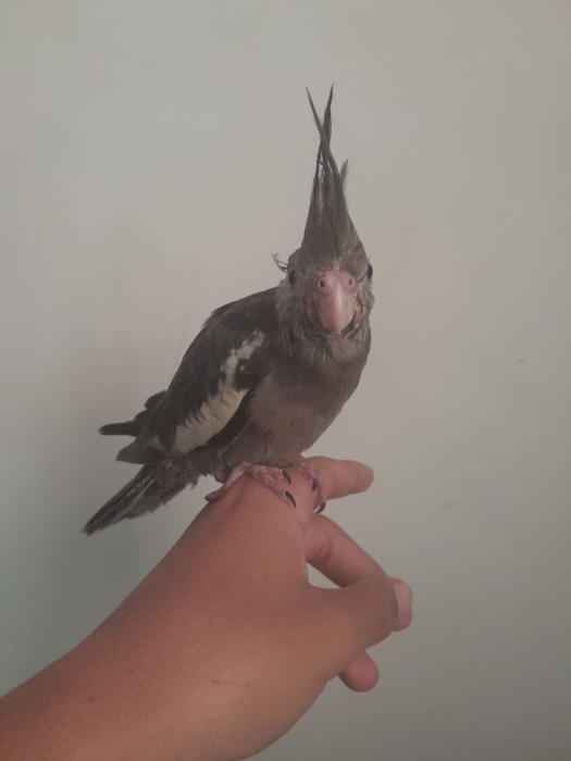 Calopsitte à face blanche