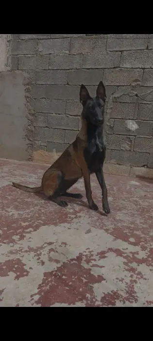 FEMELLE MALINOIS À VENDRE