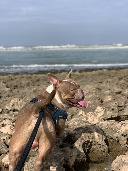 American bully micro exotic