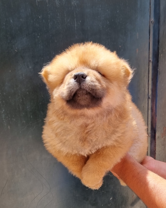 Chiot chow chow