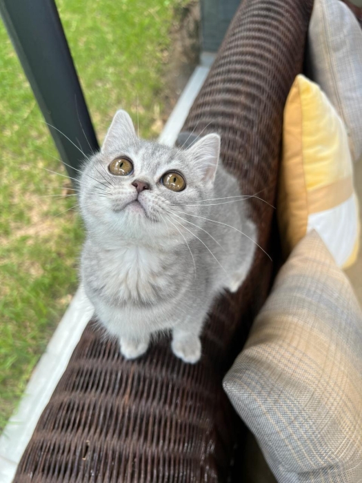 Scottish straight et fold