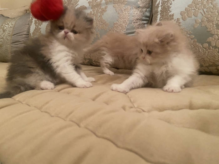Chatons persan