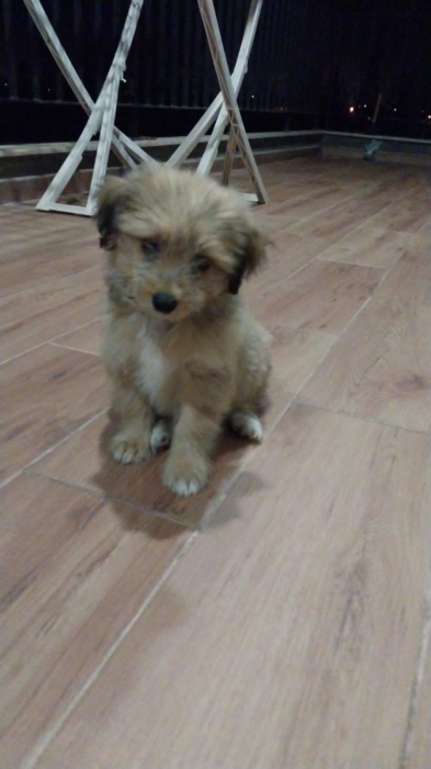 Bichon femelle vaccinée