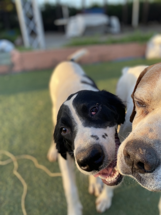 Coker spanial anglais