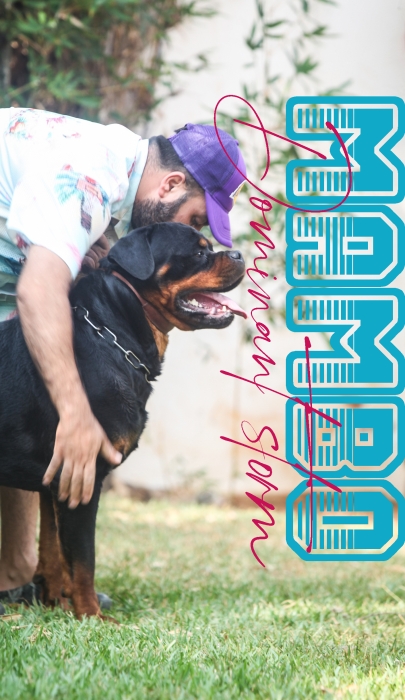 chiots rottweilers LOM (pedigree)