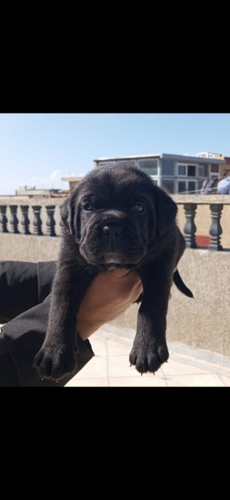Disp chiot cane corso top d top
