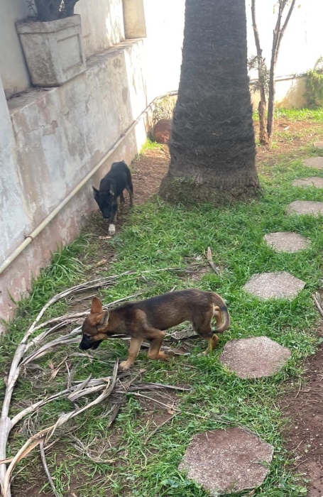 ADOPTION Deux femelles de 3 mois