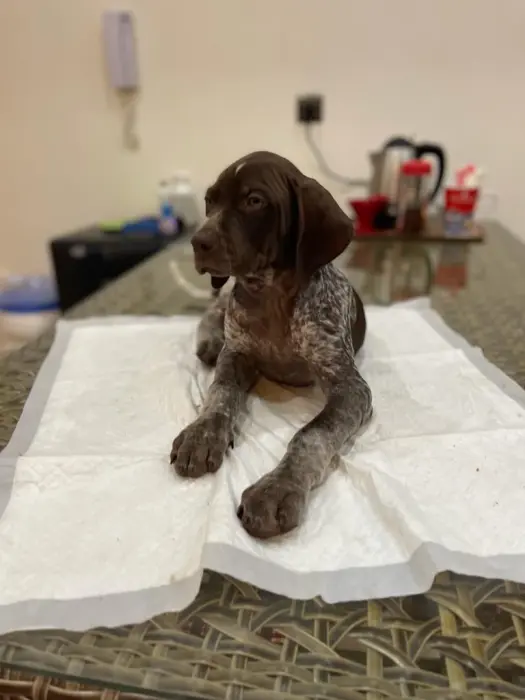 Braque allemand a vendre