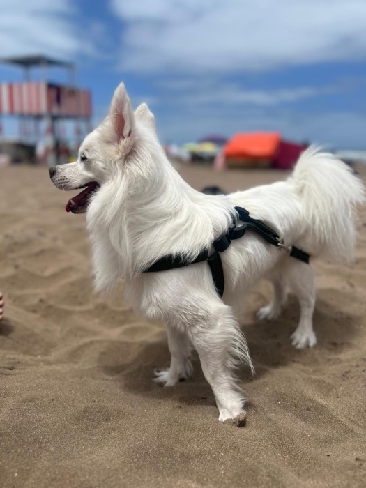 Chiens volpino italien