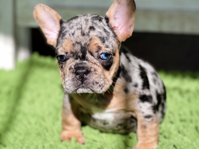 Bulldog français exotique