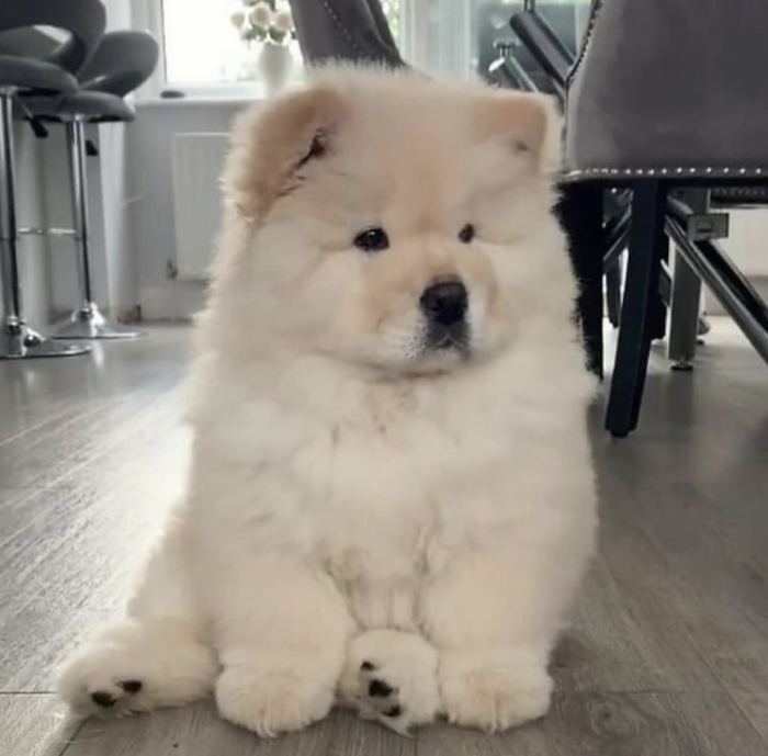 Chochow