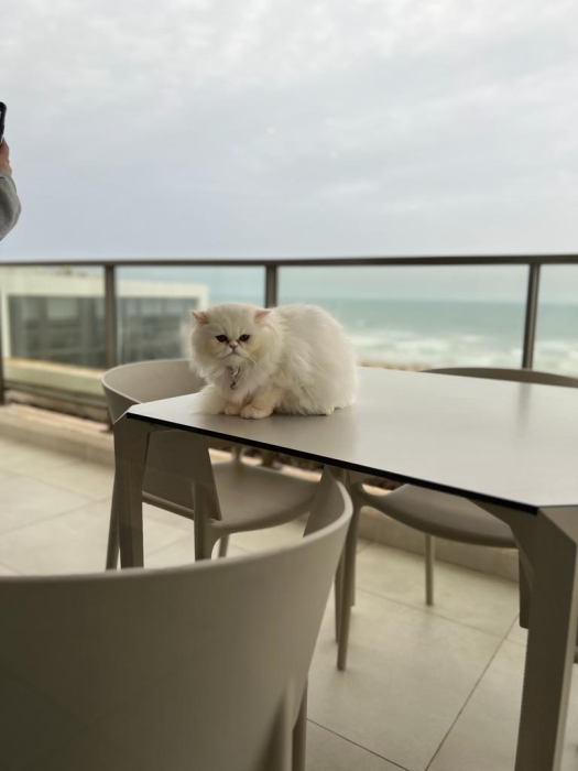 Persan femelle blanche