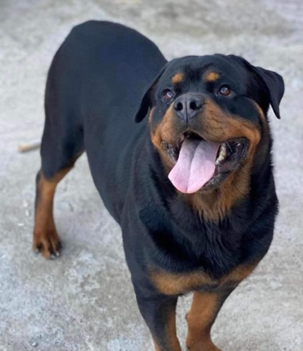 📢 Superbe Femelle Rottweiler, Pedigree confirmé