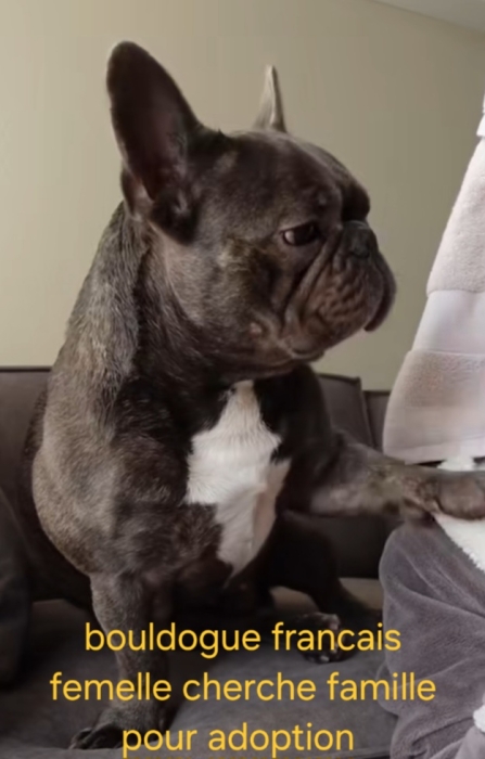 Bouledogue français