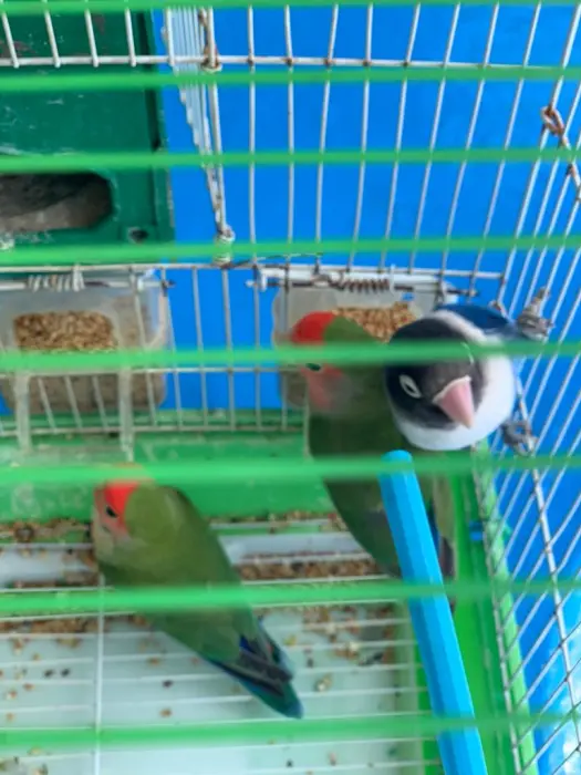 3 inséparables un couple et un male