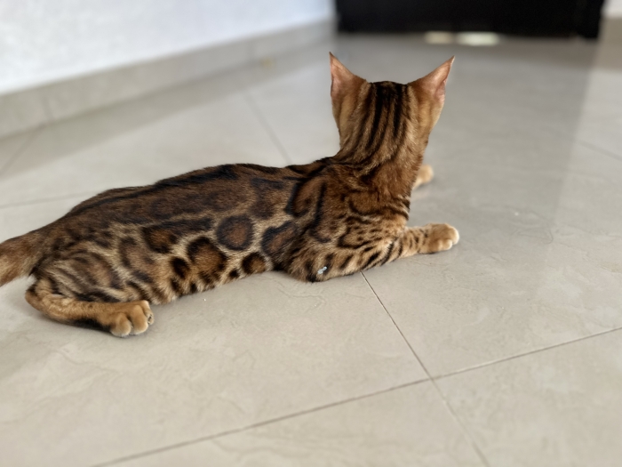 Chaton bengal male avec pedigree tica