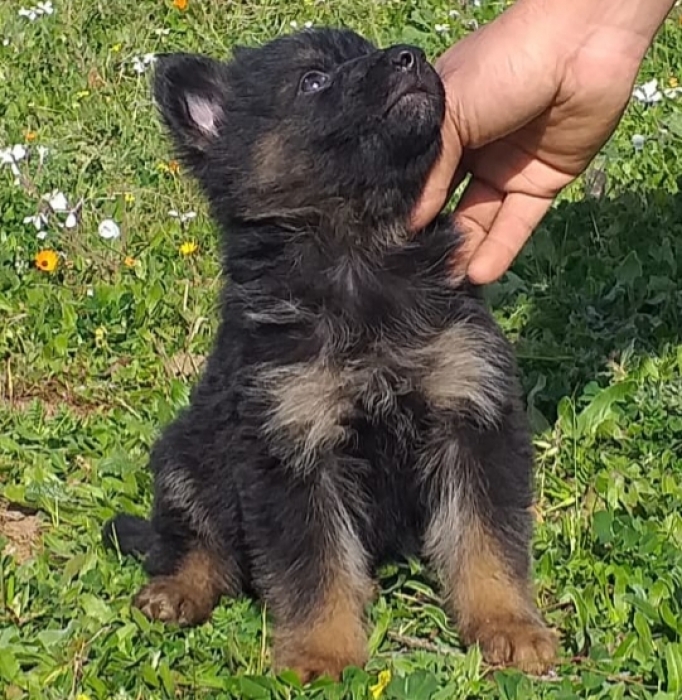 Berge allemand poil long pedigree