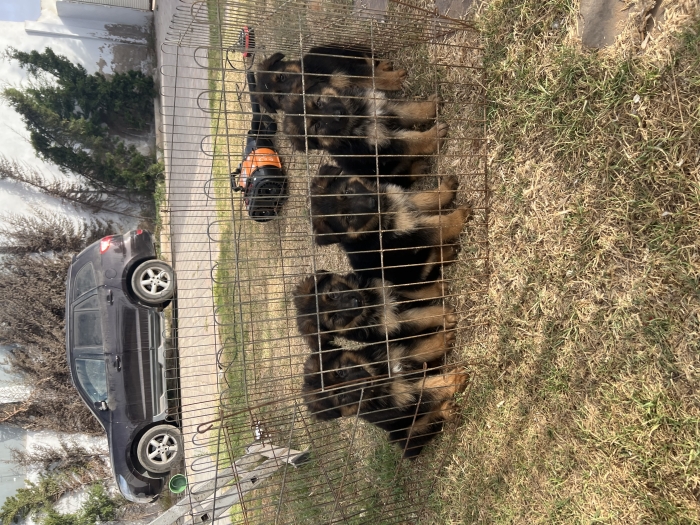 Berger Allemand poil long