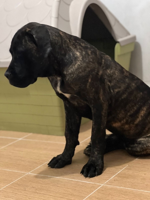 Male Cane corso