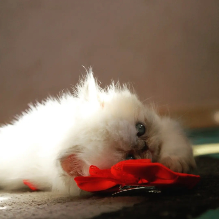 Femelle Himalayen persan