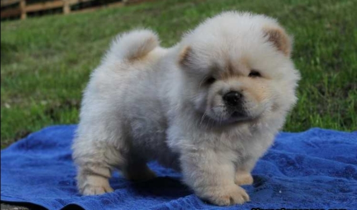 Chow Chow