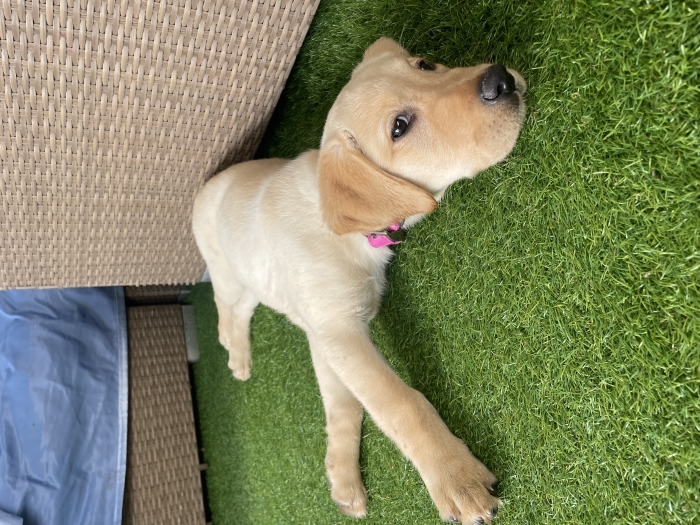 Vente labrador pure race 4 mois