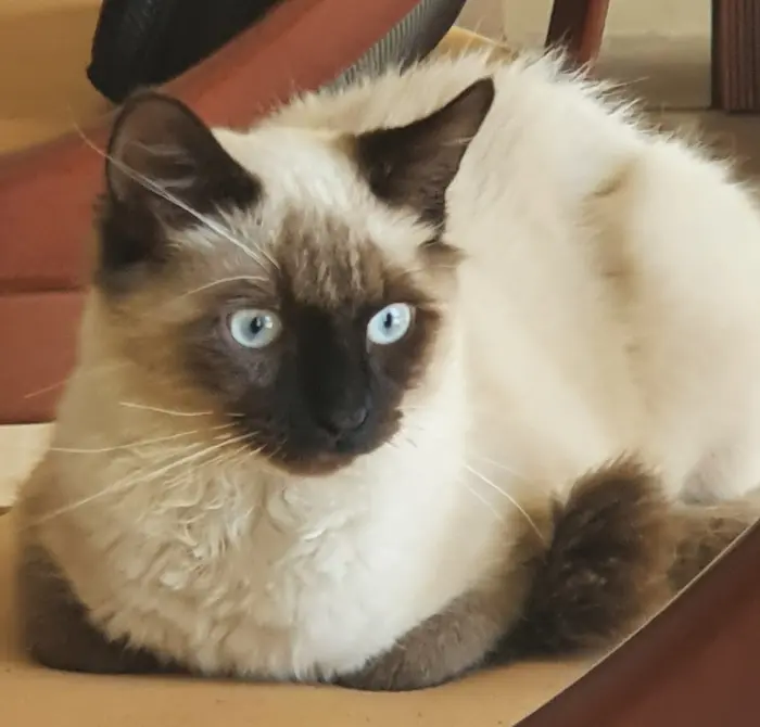 Siamois mâle race pure