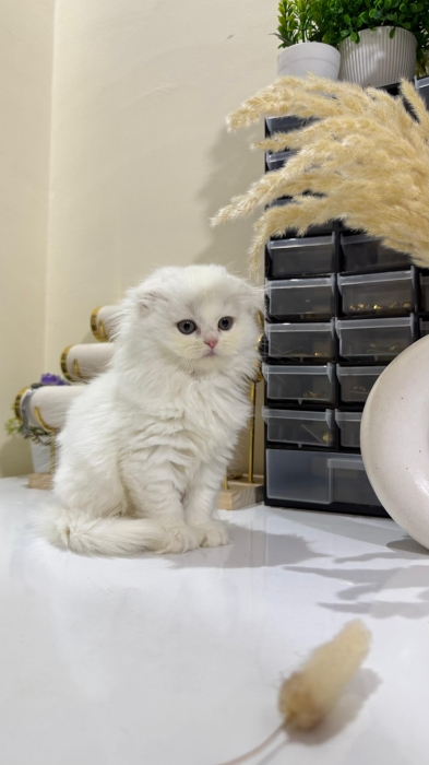 Highland Straight Pedigree & Scottish Fold