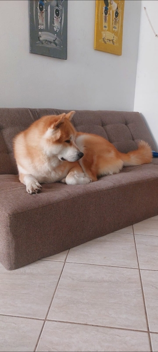 Akita inu