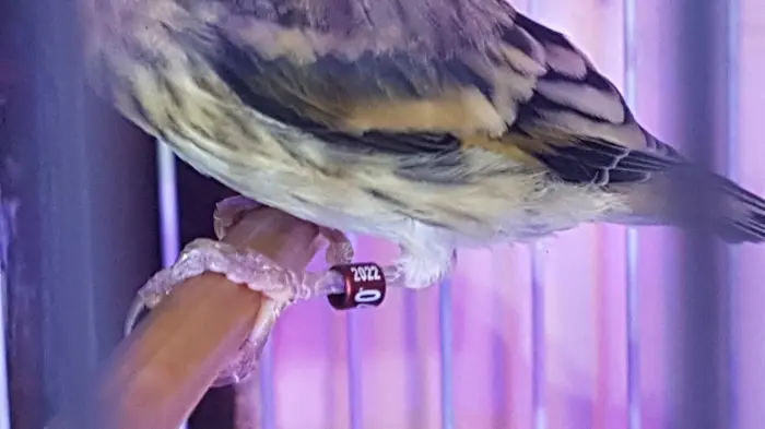 Mistou à vendre ( 1mois )