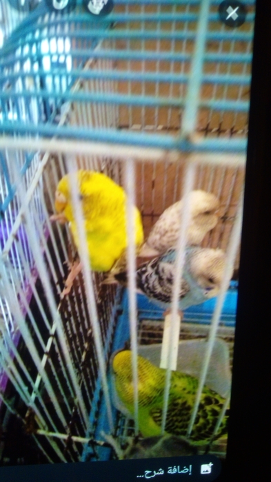 Oiseau perruche chnaber  perruche canari