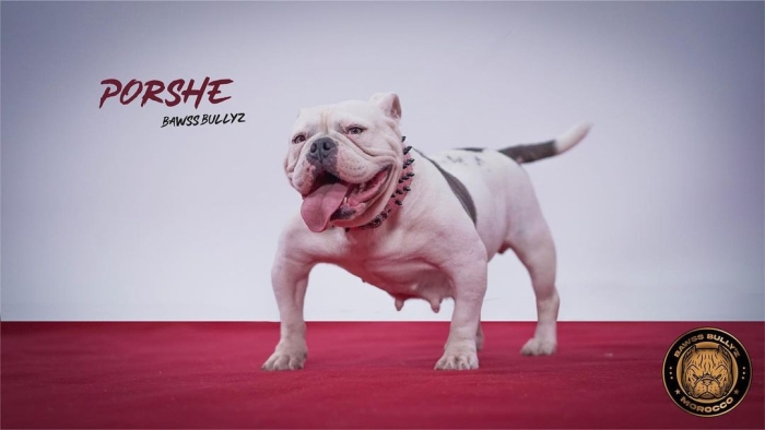 American Bully Pocket