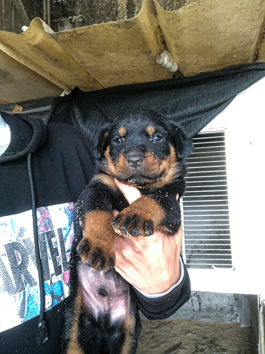 Rottweiller