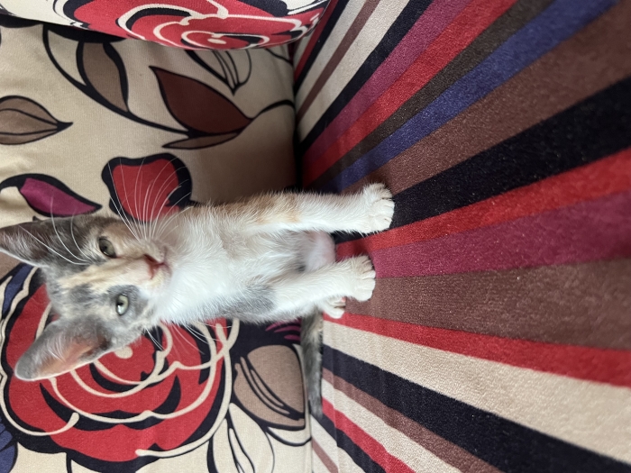 Very playful kitten-Female