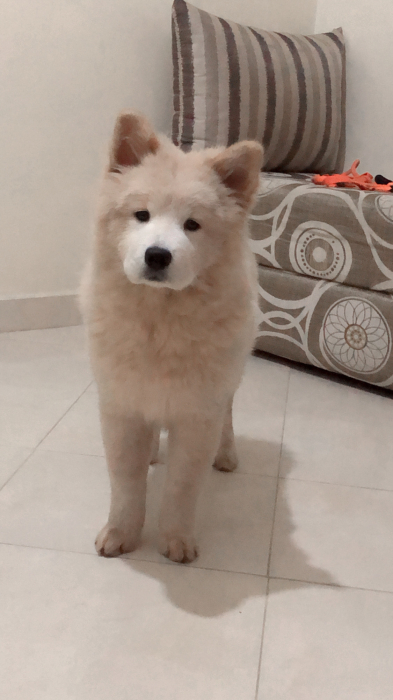 chow chow formidable a vendre