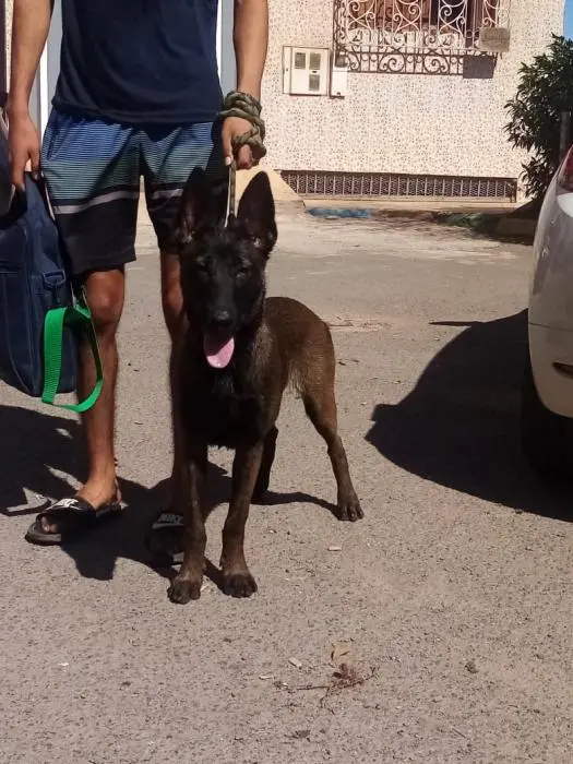 Malinois
