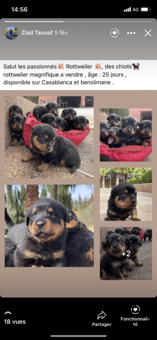 Chiots rottweiler