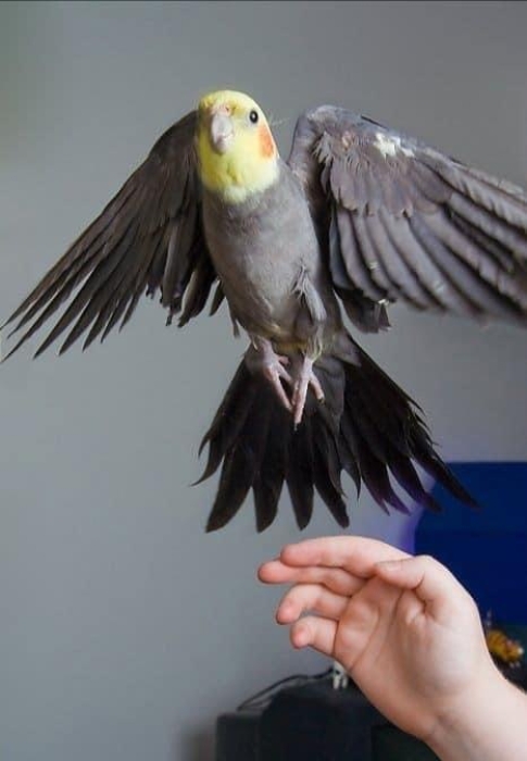 Disponible Calopsit mdrisi Casablanca