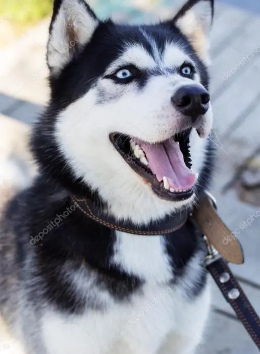 Bon chien pour vende (كلب للبيع)