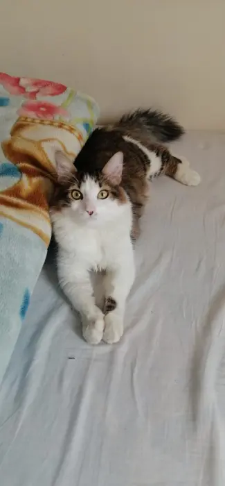 Adoption Enzo, Malle à Casablanca