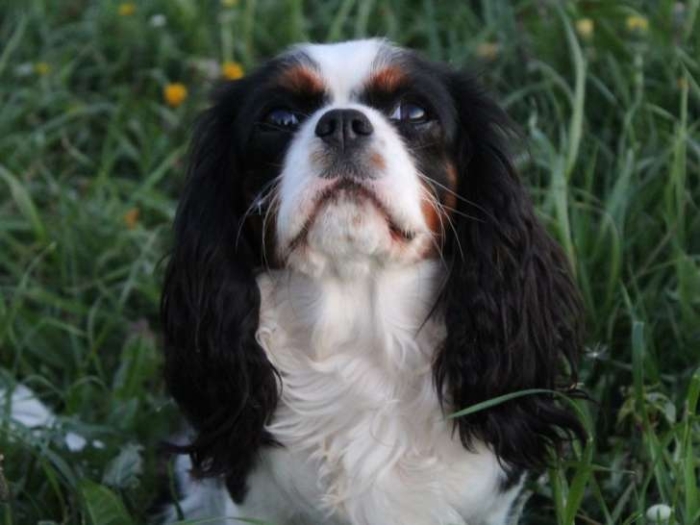 Cavalier king charles