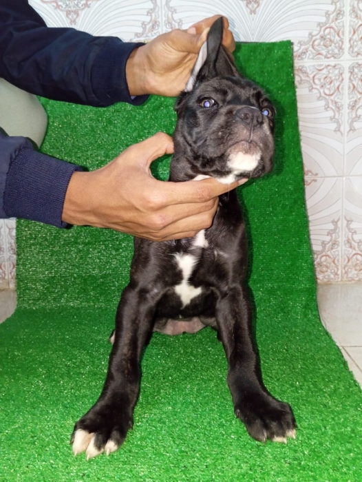 Cane Corso