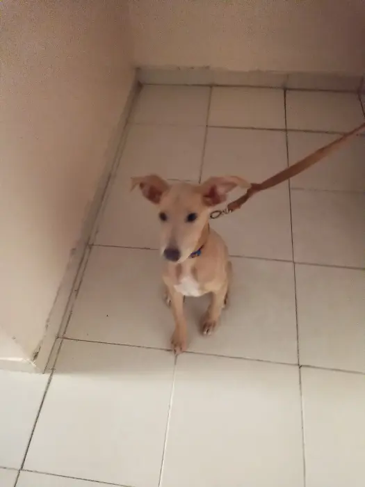 Labrador  croisé avec chien de chasse a vendre