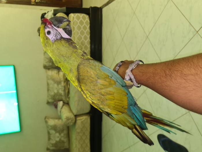 Perroquet Ara militaire