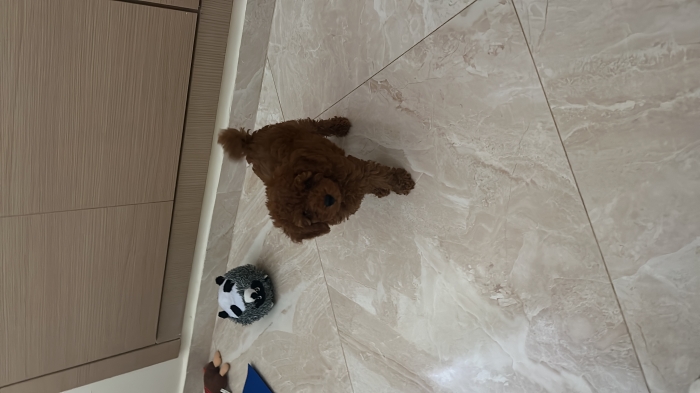 Toy poodle de race pure